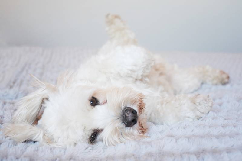 white fluffy dog looking cute lying on his back for a tummy rub