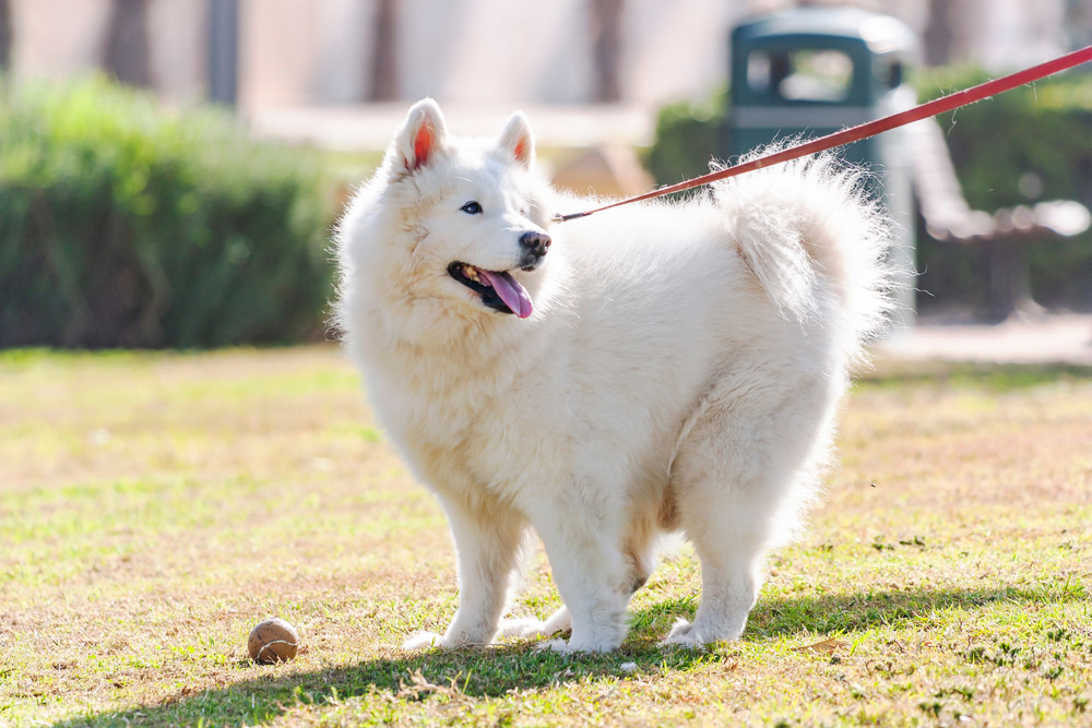 white fluffy dog on a leash standing at the park