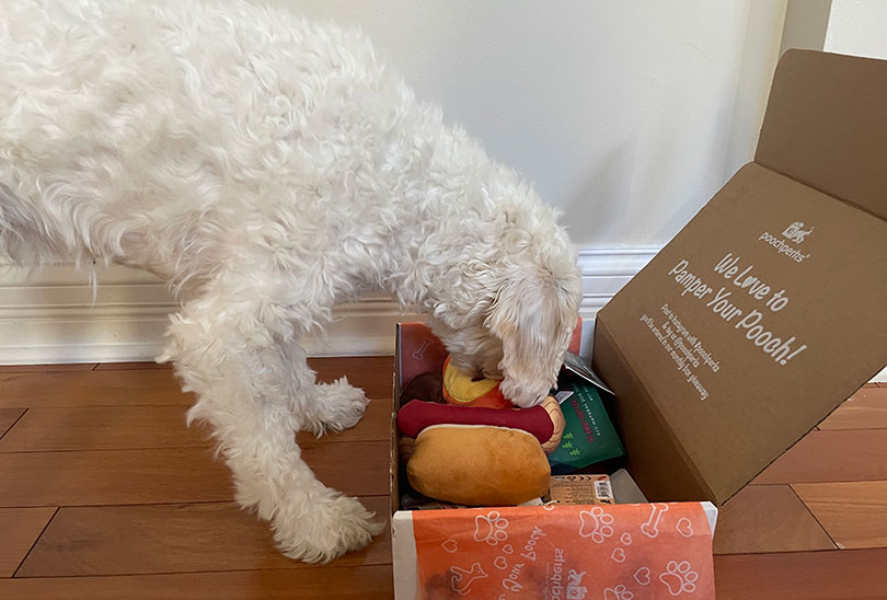 white fluffy dog sniffing pooch perks toys and treats