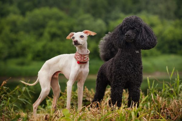 white-italian-greyhound-and-black-poodle-outdoors