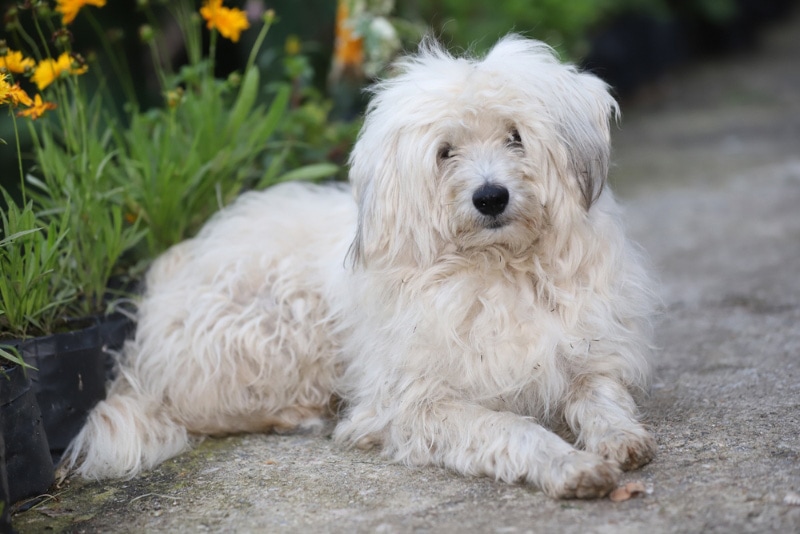 white lhasa apso dog lying in the garden