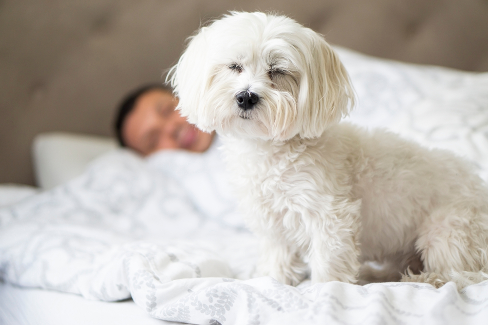 white maltese dog sitting on the bed with his eyes closed near the sleeping owner