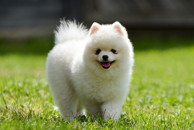 white pomeranian dog standing outdoor