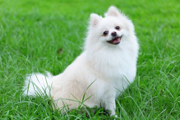 white pomeranian dog