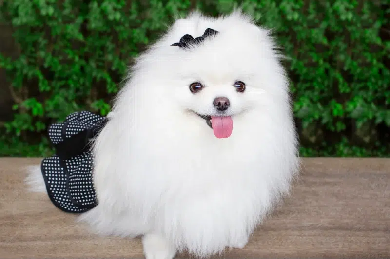 white pomeranian on a bench