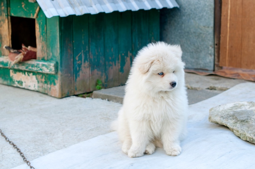 white pomsky dog sitting