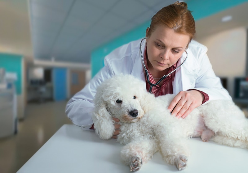 White Poodle check by vet