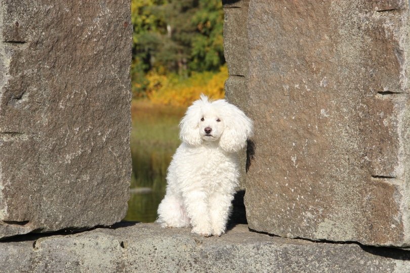white poodle sitting