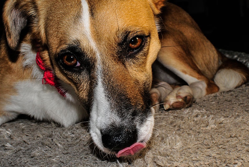 white-red dog licking