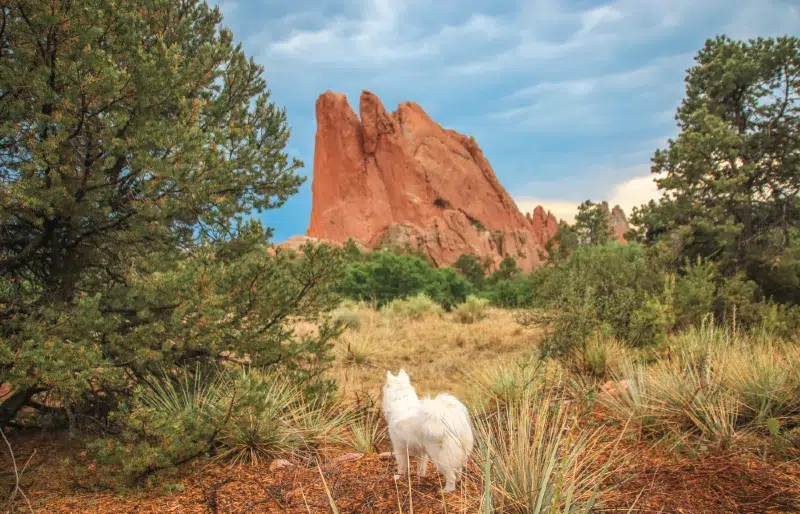 white samoyed puppy hiking in garden of the gods park colorado