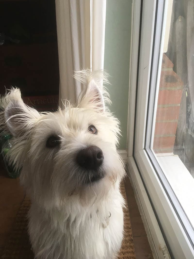 white westie corgie mix dog by the window