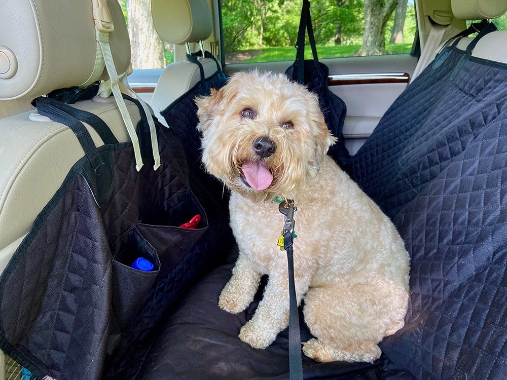 whoodle-dog-at-the-back-seat-of-the-car