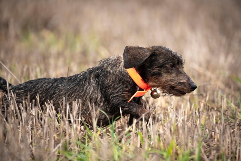wild boar dachshund