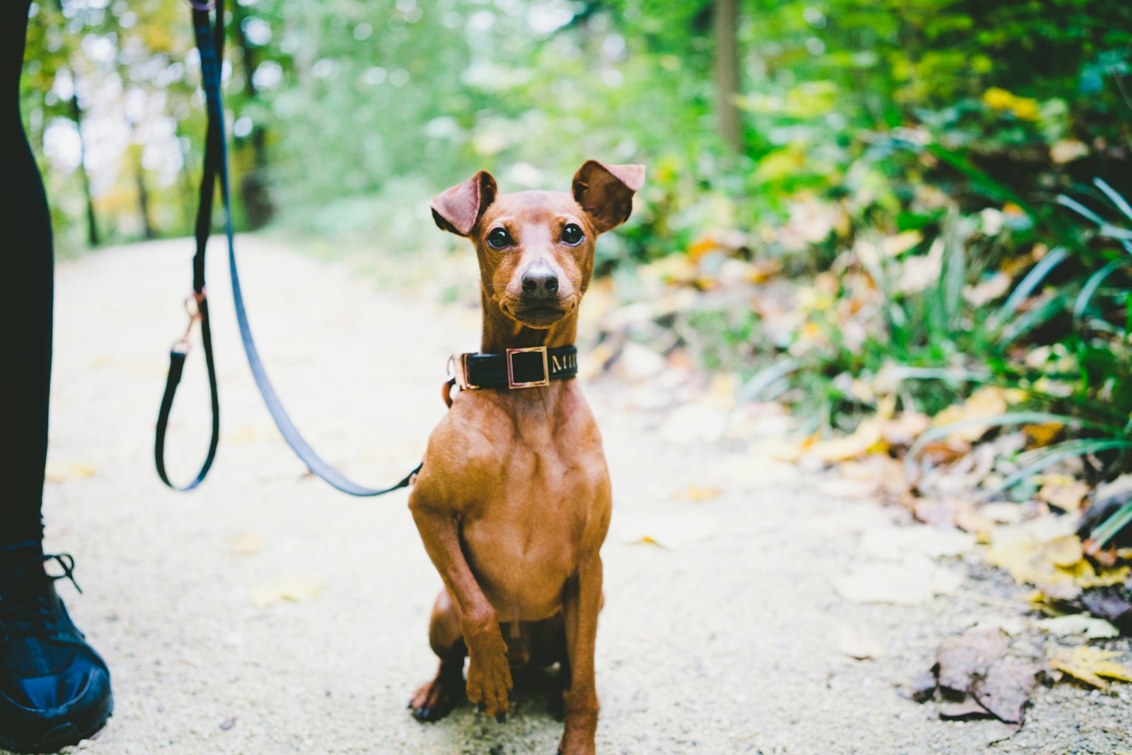 Miniature Pinscher