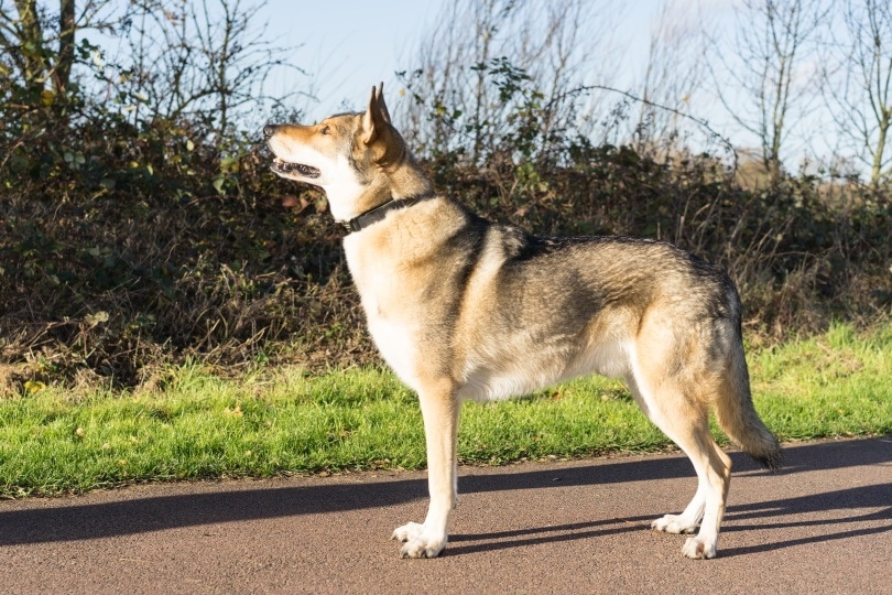 wolf dog hybrid