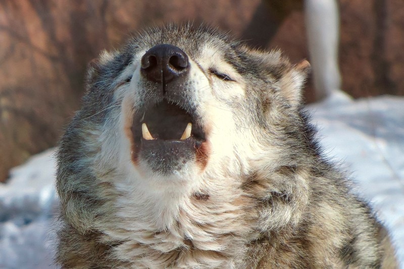wolf howling
