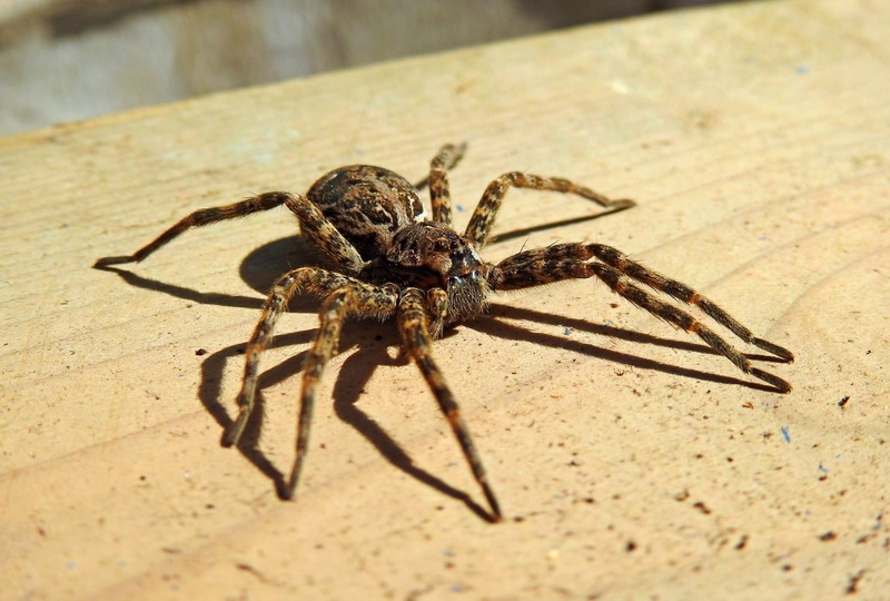 wolf spider