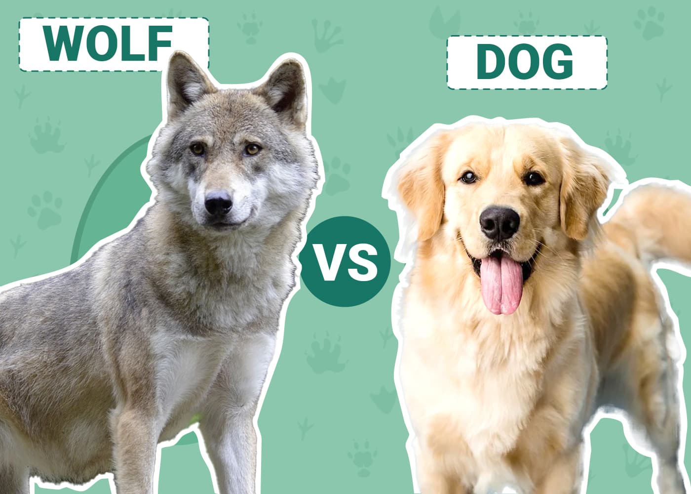 Wolf vs Dog