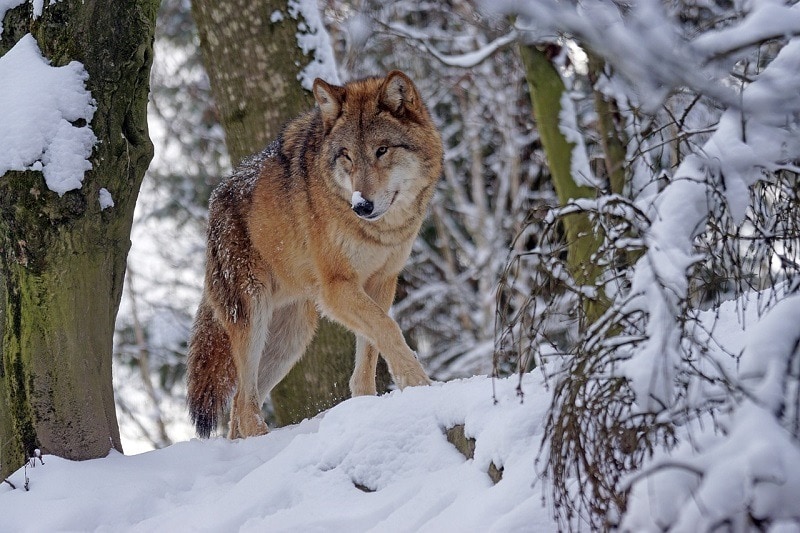 A wolf in the snow