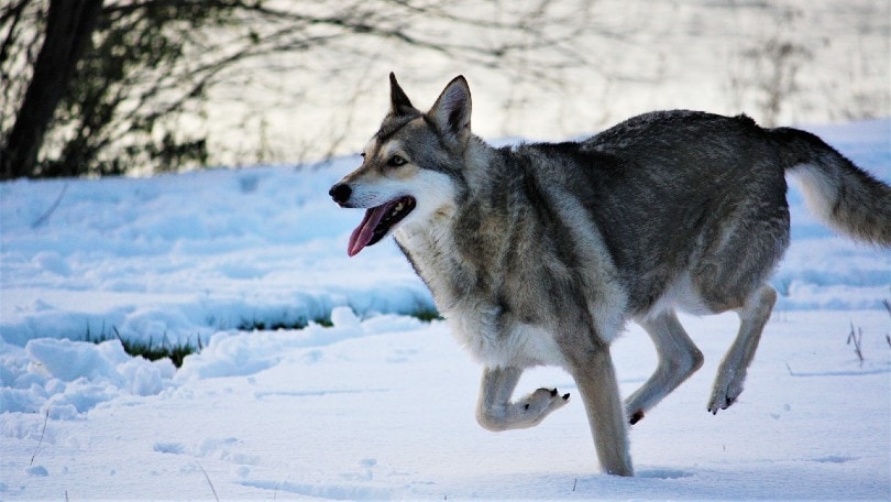 wolfdog running in snow