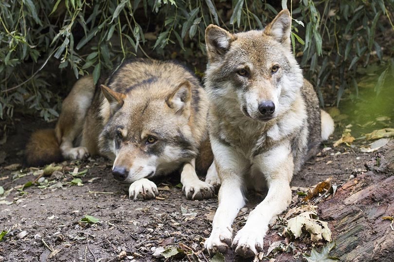 wolves sitting in the forest
