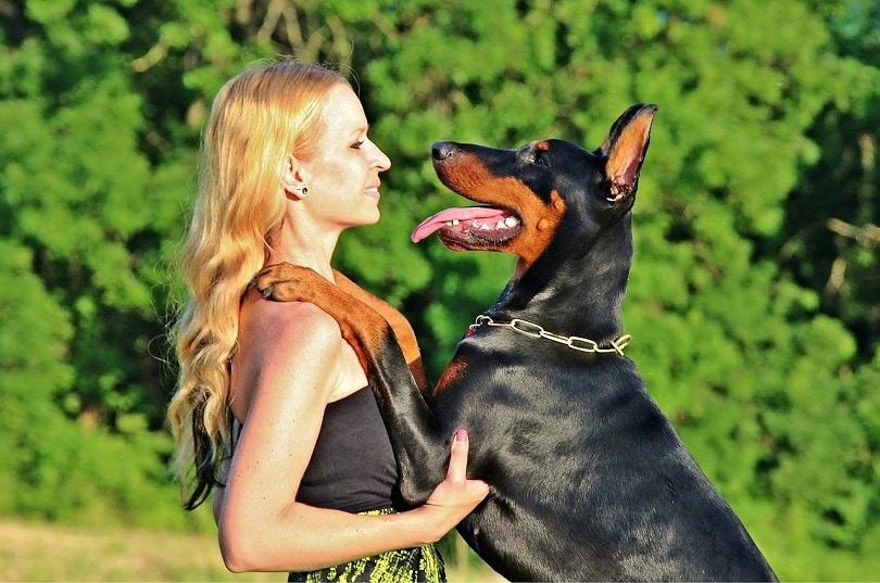 Doberman Pinscher Dog