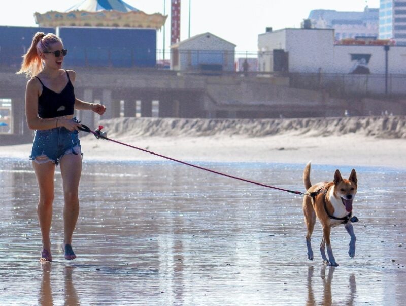 woman and dog walk on the beach