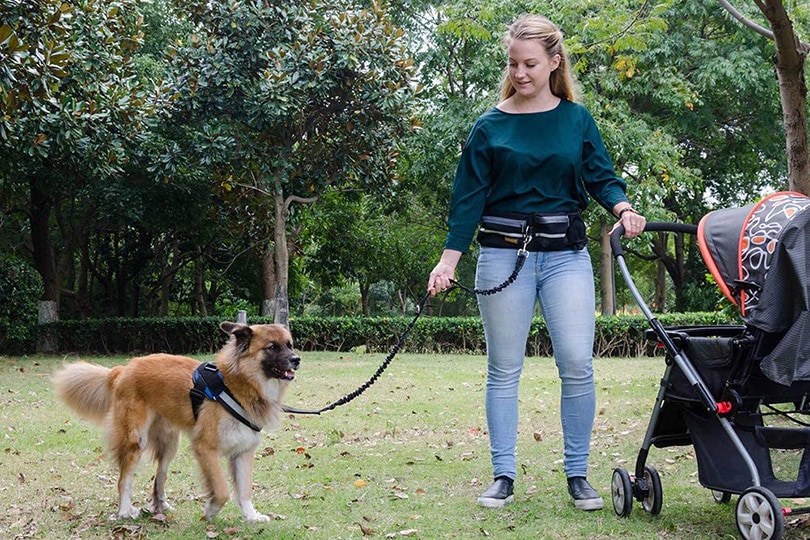 woman at the park with her dog on a harness and leash