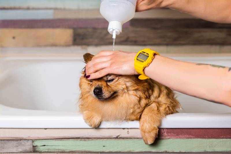 woman bathing cute pomeranian dog in the bath