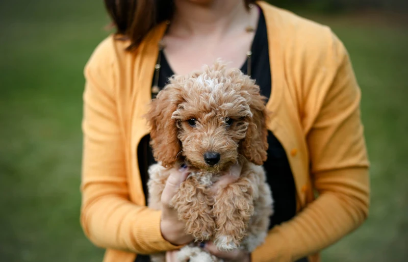 woman carrying a goldendoodle puppy dog