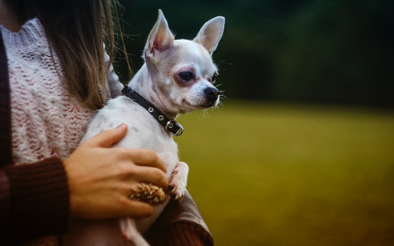 woman carrying a white tan chihuahua dog