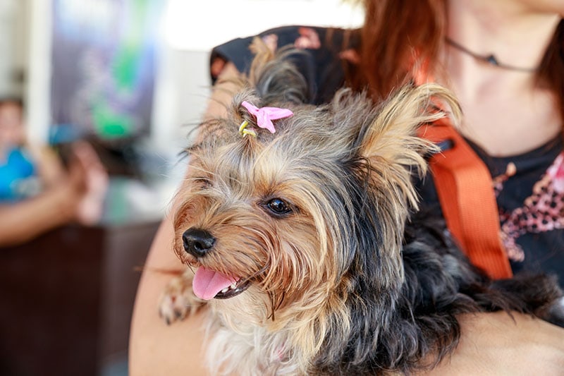 woman carrying her shih tzu