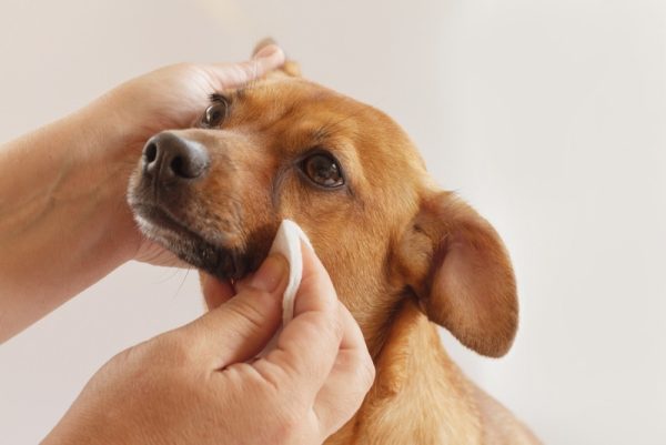 woman cleaning dog face