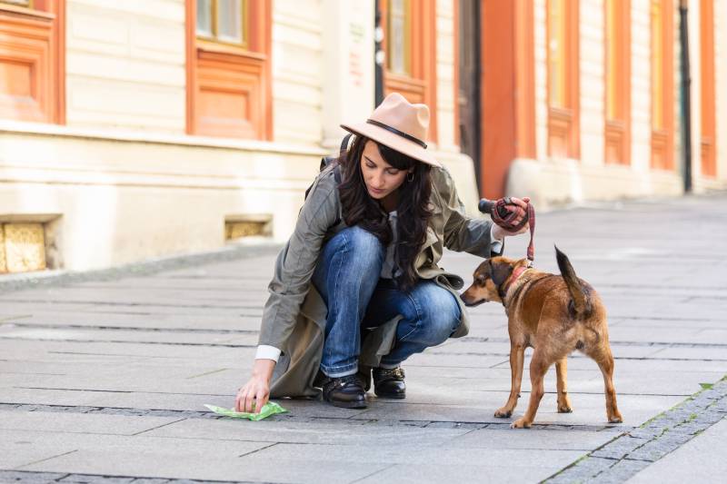 woman cleaning dogs excrement on street
