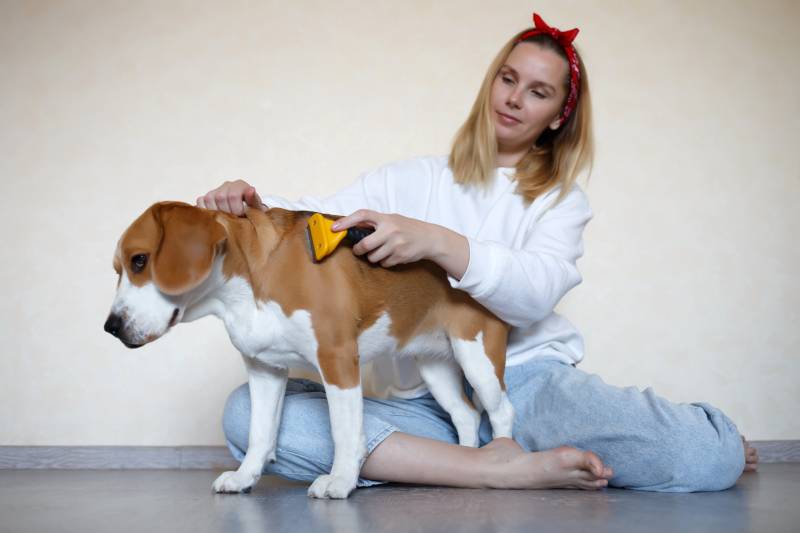 woman combing her beagle dog