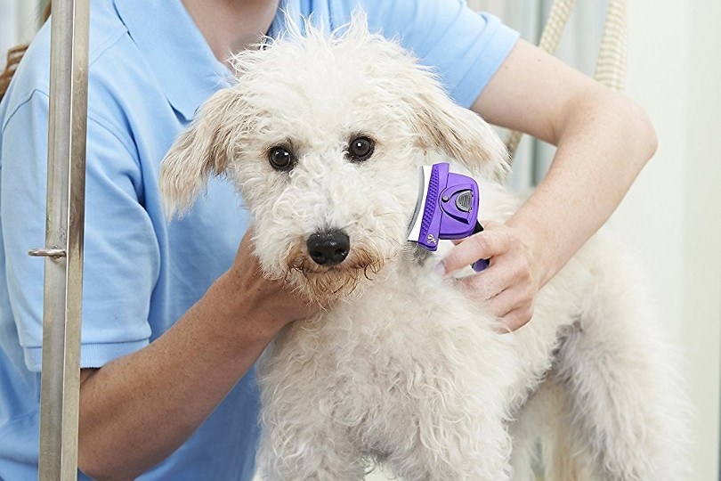 woman deshedding dog's fur