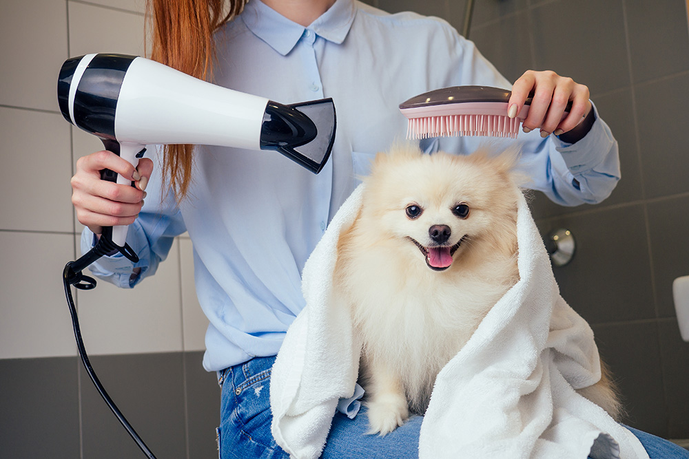 Woman drying a pomeranian after bath