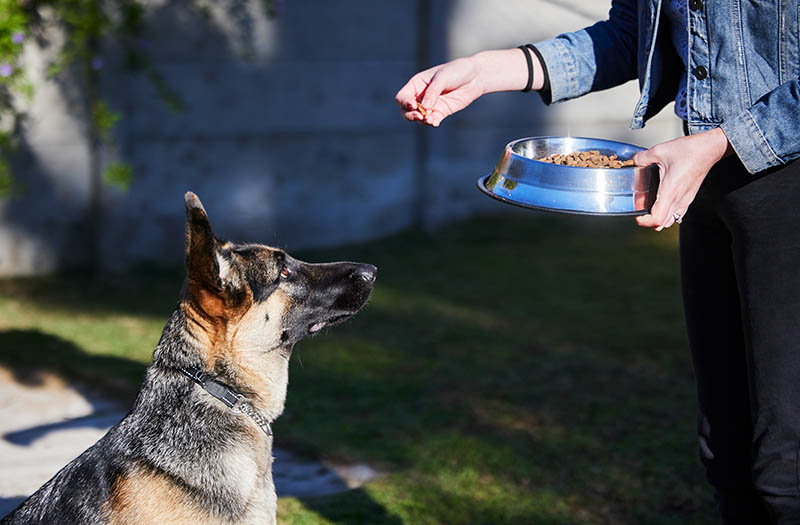 woman feeding her german shepherd