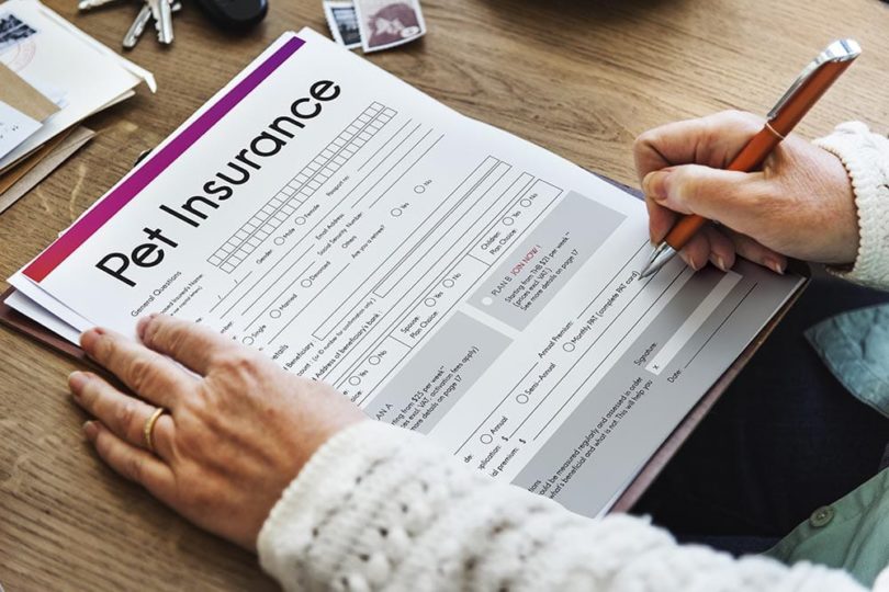 woman filling up pet insurance form