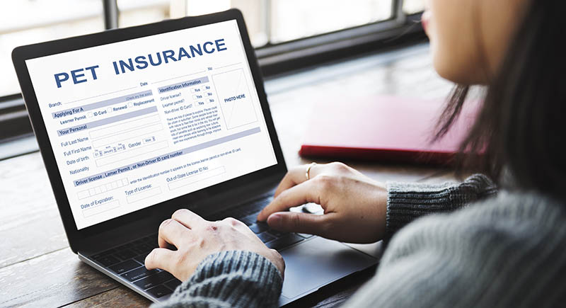 woman filling up the digital pet insurance form