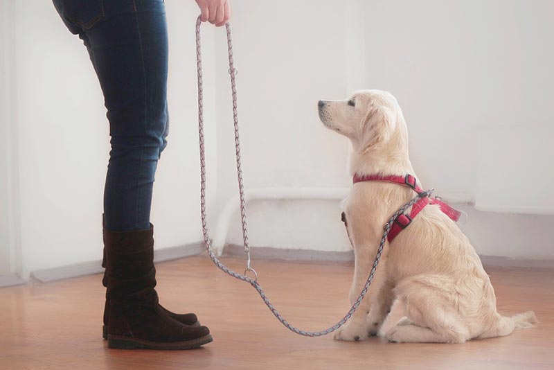 woman gives a command to her attentive golden retriever puppy