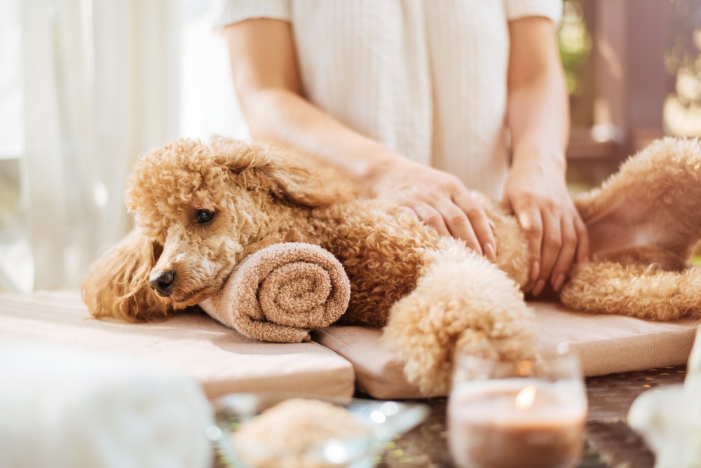 woman giving body massage to a dog