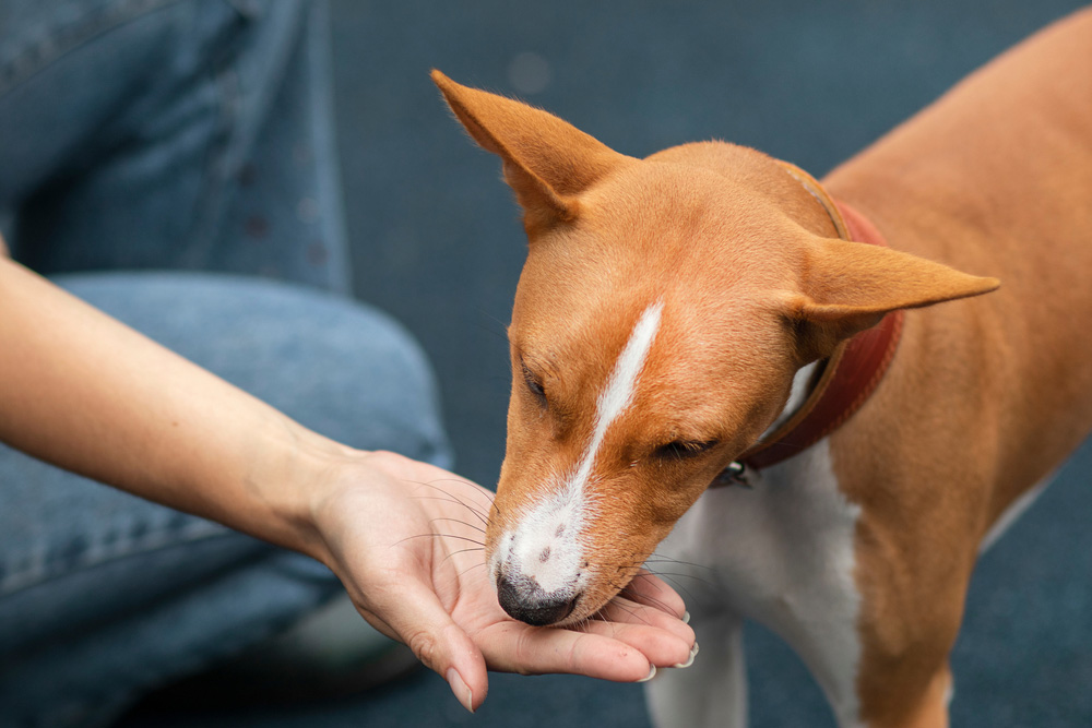 woman giving treat to a dog