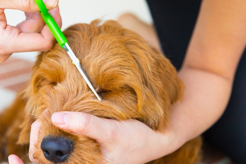 How to Trim a Goldendoodle s Face 10 Vet Approved Tips Dogster