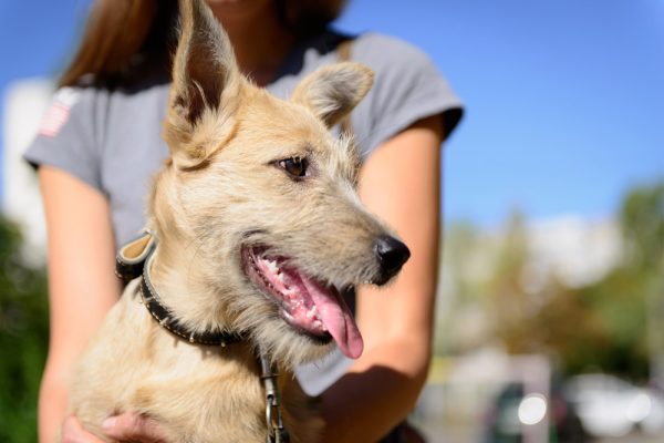 woman holding a puppy outdoor