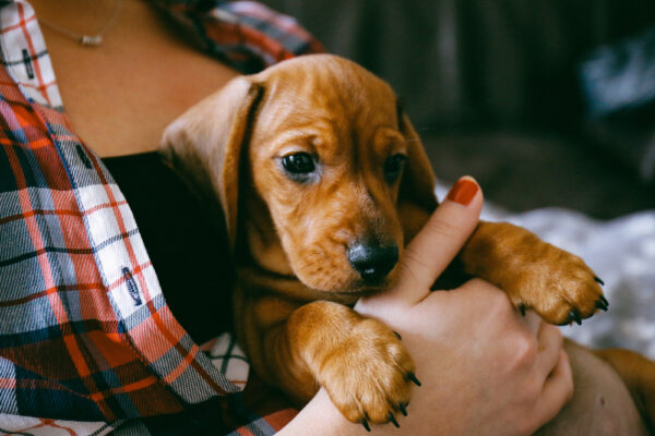 woman holding an 8 weeks old smooth hair brown dachshund puppy