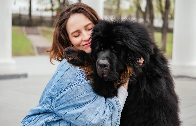 woman hugging a black Tibetan Mastiff