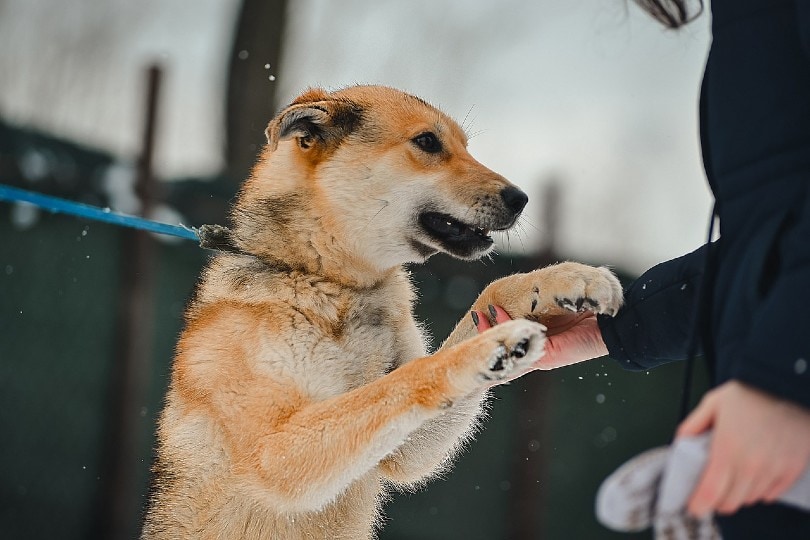 woman petting dog on a leash