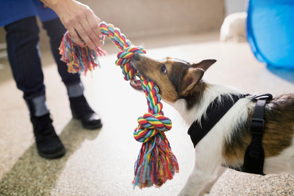 woman playing tug of war with her dog