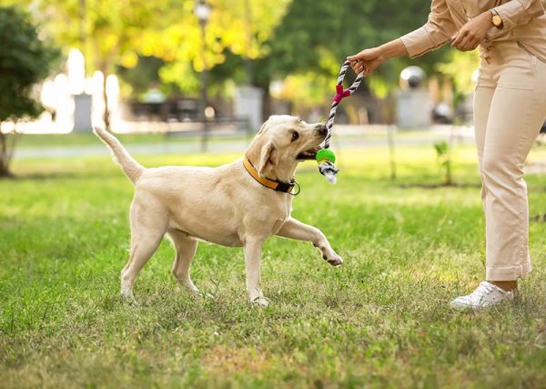 woman playing with labrador dog in park